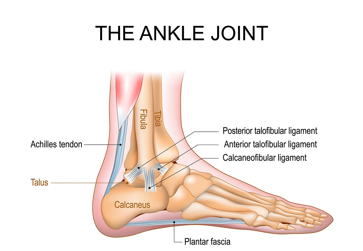 A diagram of the ankle joint