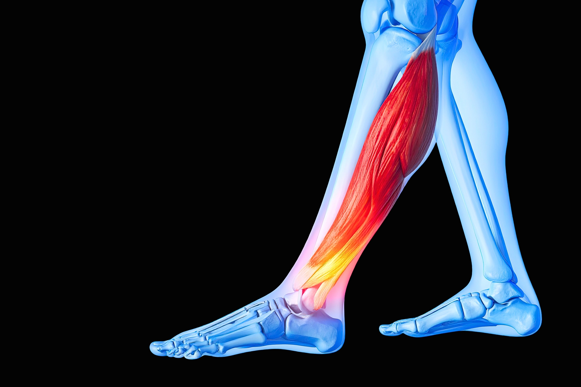 Anatomy showing muscles and bones